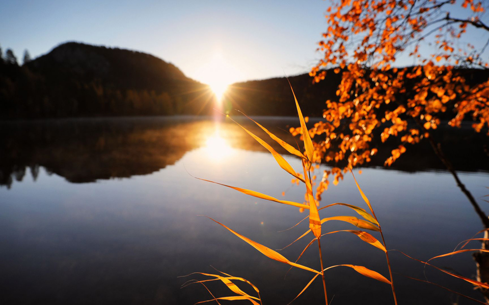 Konttainen ilta-auringossa taustalla, edessä syksyinen kaisla ja koivun oksa.